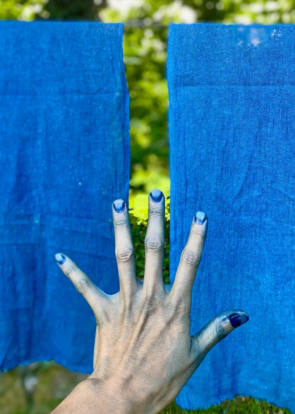 Japanese Indigo Dye