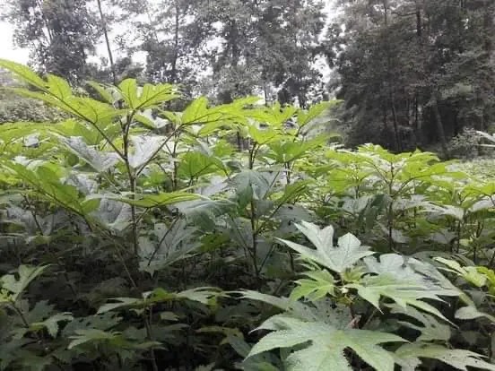 Himalayan Giant Nettle
