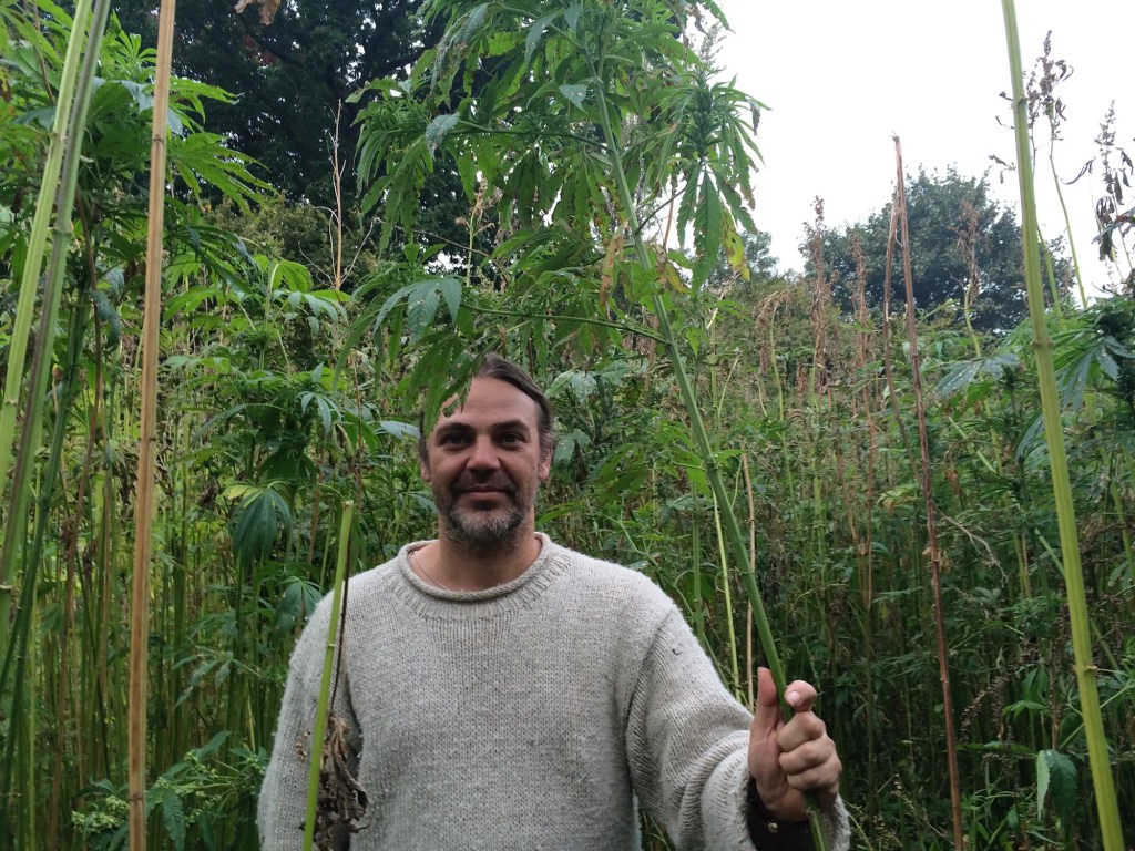 Hemp Plants